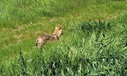 Edirne’de aç kalan çakal köye indi