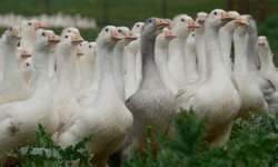 Anadolu kazına "milli kimlik": Anne hattı Yozgat, baba hattı Bandırma