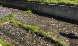 Tekirdağ'da gölde toplu balık ölümleri yaşandı