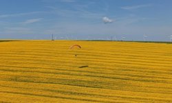 Tekirdağ'da sarı şölen: Paramotorlar sarı tarlaları gezdi