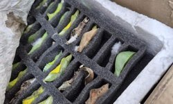 Sınır kapısında tropikal kelebek pupası ele geçirildi