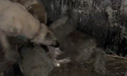 Ahıra girmeye çalışan kurdu kangallar telef etti