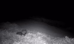 Ganos Dağları’nda fotokapana sansar takıldı