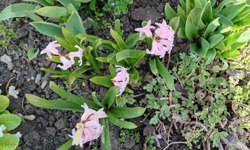 Sümbül Güzelliği Görsel Şölen Oluşturdu