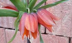 Kırklareli’nde Ters Laleye İlgi Artıyor