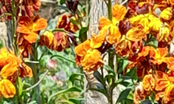 Kadife Çiçeği Bahçeleri Süslemeye Devam Ediyor