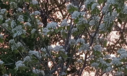 Kırklareli’nde Armut Ağaçları Çiçek Açtı