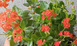 Kırklareli’nde Kalanşo Çiçeği Evleri Süslüyor