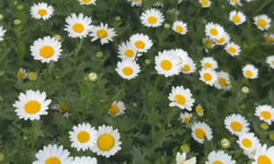 Kırklareli’nde Papatyalar Baharın Müjdecisi Oldu