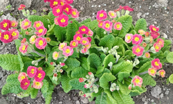 Bahçeler Çuha Çiçekleriyle Renklendi