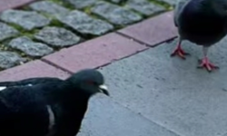 Kırklareli’nde Güvercinler Şehir Yaşamının Parçası