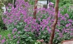 Bahçeleri Süsleyen Mor Çiçek: Gece Kokusu