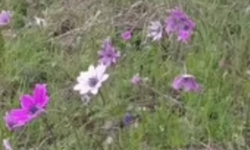 Kırklareli’nde Kır Çiçekleri Açtı