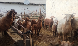 Kırklareli’nde Kurbanlık Hareketliliği Başladı