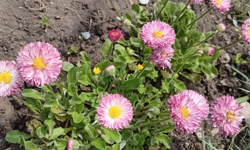 Baharın Renkli Yüzü: Katmerli Çim Papatyası