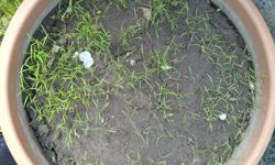 Saksıda Dereotu Yetiştiriciliği Yaygınlaşıyor