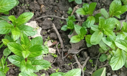 Vatandaşlar Bahçelerinde Nane Yetiştiriyor