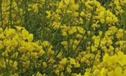 Kırklareli’nde Sarı Tarlalar Göz Kamaştırıyor