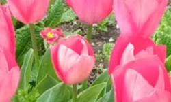 Kırklareli’nde Bahçeler Lalelerle Canlandı