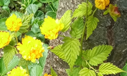 Kırklareli’nde Bahçeler Sarı Çiçeklerle Renklendi