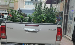Çanakkale’de evinde kenevir yetiştiren şahıs gözaltına alındı