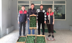 Lüleburgaz’da Hıyar Fideleri Dağıtıldı