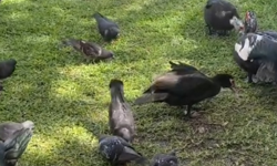 Kırklareli’nde Kuşlar Aynı Alanda Buluştu