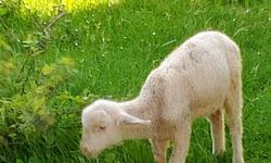 Baharla Birlikte Kuzular Görülmeye Başlandı