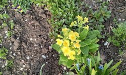 Kırklareli’nde Çuha Çiçekleri Yüzünü Gösterdi