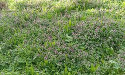 Mor Ballıbaba Bitkisi Doğayı Renklendirdi