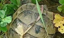 Kırklareli’nde Kara Kaplumbağası Görüntülendi