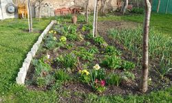 Bahçeler Üretim ve Hobi Alanına Dönüşüyor