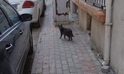 Kırklareli’nde Sokak Kedisi Objektife Yansıdı