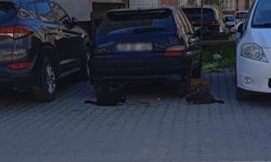 Kırklareli’nde Sokak Kedilerine Vatandaş Desteği