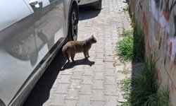 Kırklareli’nde Sokak Kedisi Güneşin Tadını Çıkardı