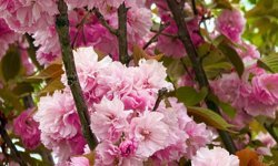 Kırklareli’nde Bahçeler Sakura ile Renklendi
