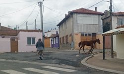 Yayla Mahallesi’nde Başıboş At Ana Yola Yöneldi