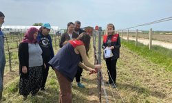 Kızılcıkdere Bağlarında Biyoteknik Mücadele Başladı