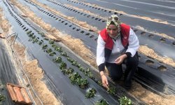 Çilek Üretim Alanlarında Hastalık ve Zararlı Denetimi