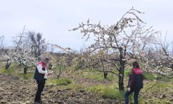 Meyve ve Bağ Alanlarında Planlama Çalışmaları Devam Ediyor