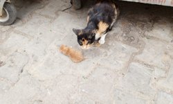 Çöp Konteynerinin Yanında Yavrusuyla Bekleyen Kedi Yürek Burktu