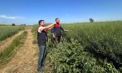 Tarımda CBS Destekli Saha Çalışmaları Sürüyor