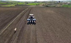 Tekirdağ’da ayçiçeği ekimi