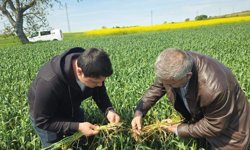 Edirne'de buğday ekili alanlarda hastalık uyarısı