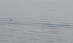 Tekirdağ açıklarında yunuslardan görsel şölen