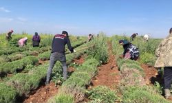 Edirne'de verimsiz araziler lavanta tarlasına dönüştü