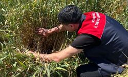 Bilinçsiz ilaç kullanmak hem çevreye hem de ekonomiye zarar verir