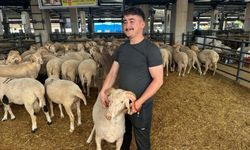 Bursa'daki sıra dışı "gergedan boynuz"lu koç görenleri şaşırtıyor