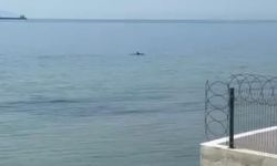 Tekirdağ'da yunuslar kıyıya yakın görüntülendi