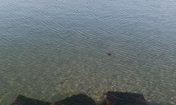 Zehirli pusula deniz anaları Tekirdağ sahilinde görüldü